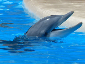 dolphins in miami